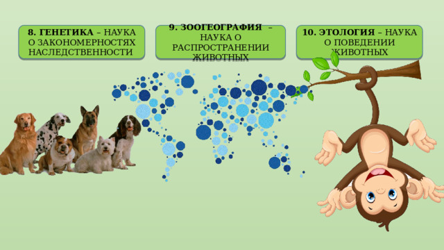 8. ГЕНЕТИКА – НАУКА О ЗАКОНОМЕРНОСТЯХ НАСЛЕДСТВЕННОСТИ 9. ЗООГЕОГРАФИЯ – НАУКА О РАСПРОСТРАНЕНИИ ЖИВОТНЫХ 10. ЭТОЛОГИЯ – НАУКА О ПОВЕДЕНИИ ЖИВОТНЫХ 