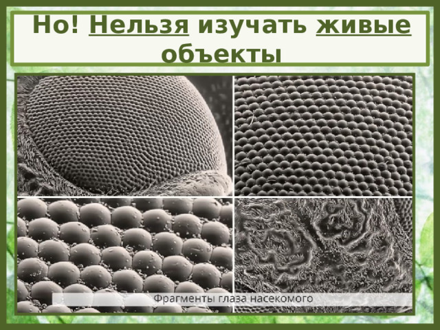 Но! Нельзя изучать живые объекты 