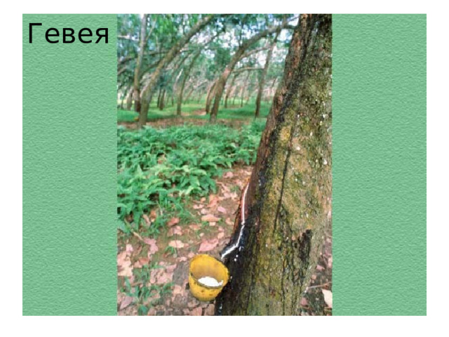Гевея 