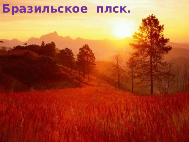 Бразильское плск. 