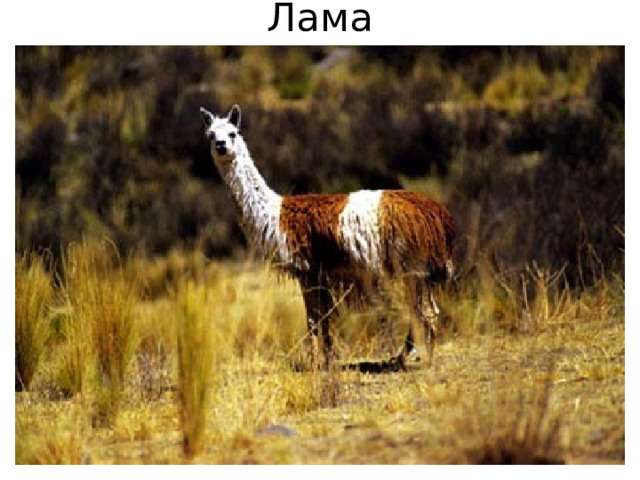 Лама 