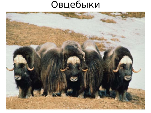 Овцебыки 
