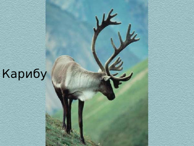 Карибу 