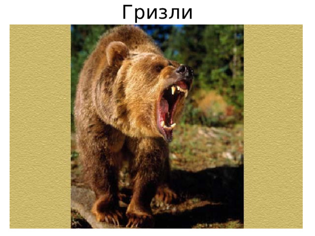 Гризли 