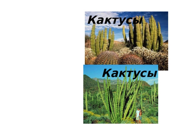 Кактусы Кактусы 