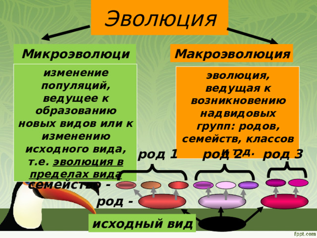 Эволюция Микроэволюция Макроэволюция изменение популяций, ведущее к образованию новых видов или к изменению исходного вида, т.е. эволюция в пределах вида эволюция, ведущая к возникновению надвидовых групп: родов, семейств, классов и т.д. род 3  род 2 род 1  семейство -  род -  исходный вид 