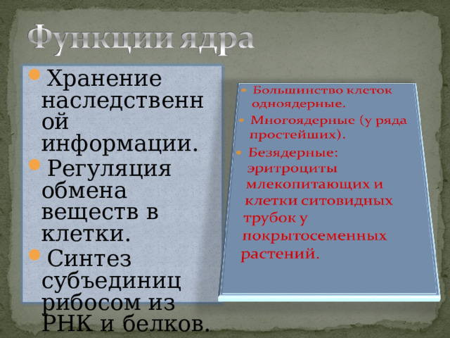 Хранение наследственной информации. Регуляция обмена веществ в клетки. Синтез субъединиц рибосом из РНК и белков.  23 