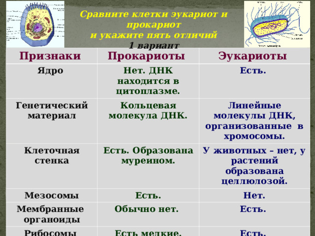 Сравните клетки эукариот и прокариот и укажите пять отличий 1 вариант Признаки Прокариоты Ядро Эукариоты Нет. ДНК находится в цитоплазме. Генетический материал Есть. Кольцевая молекула ДНК. Клеточная стенка Мезосомы Есть. Образована муреином. Линейные молекулы ДНК, организованные в хромосомы. У животных – нет, у растений образована целлюлозой. Есть. Мембранные органоиды Нет. Обычно нет. Рибосомы Есть. Есть мелкие. Есть.  