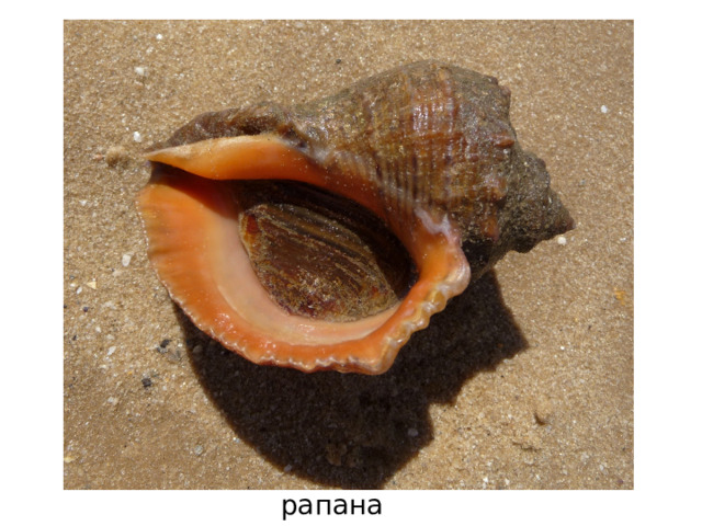 рапана 