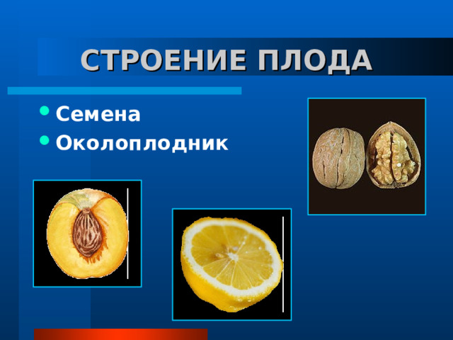 СТРОЕНИЕ ПЛОДА Семена Околоплодник 
