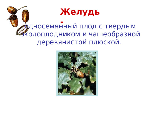 Желудь - односемянный плод с твердым околоплодником и чашеобразной деревянистой плюской. Дуб  