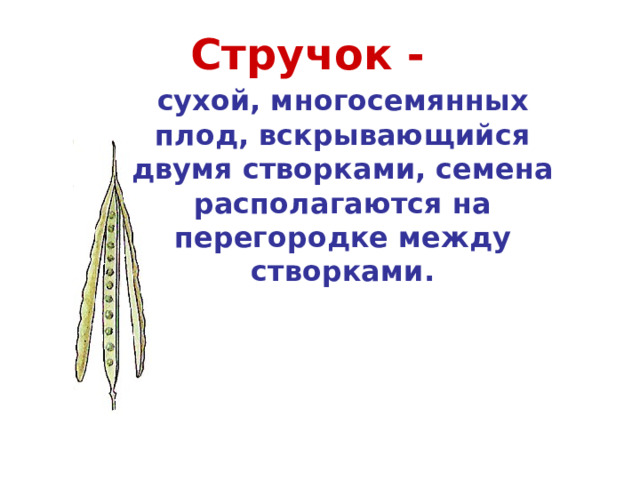 Стручок - сухой, многосемянных плод, вскрывающийся двумя створками, семена располагаются на перегородке между створками. Капуста, редька, редис 