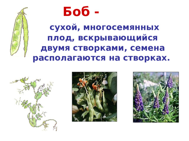 Боб -  сухой, многосемянных плод, вскрывающийся двумя створками, семена располагаются на створках.  Горох Фасоль Люпин 