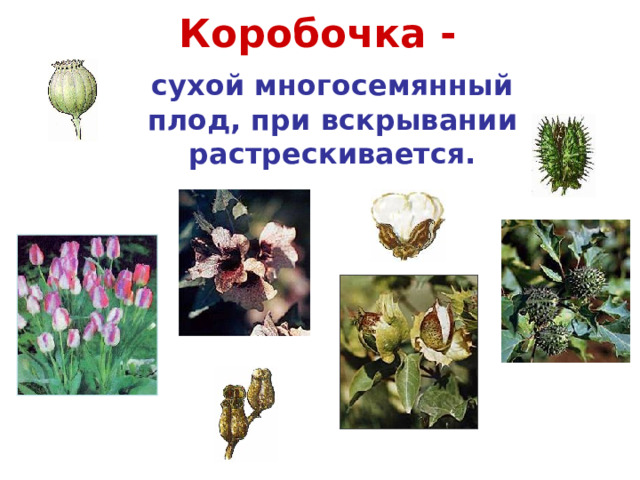 Коробочка - сухой многосемянный плод, при вскрывании растрескивается. Мак Белена  Дурман Тюльпан Хлопчатник 