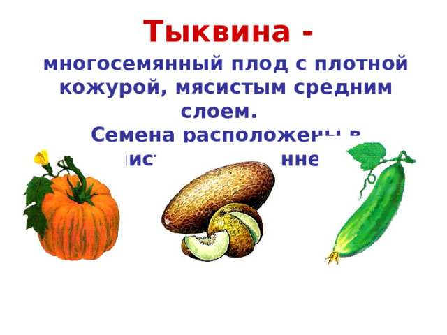 Тыквина - многосемянный плод с плотной кожурой, мясистым средним слоем. Семена расположены в волокнистом внутреннем  слое. Дыня Огурец Тыква 