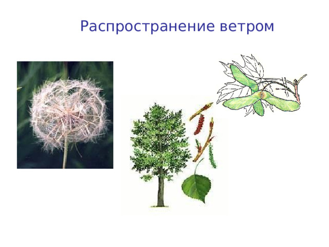 Распространение ветром Клен Одуванчик Тополь 