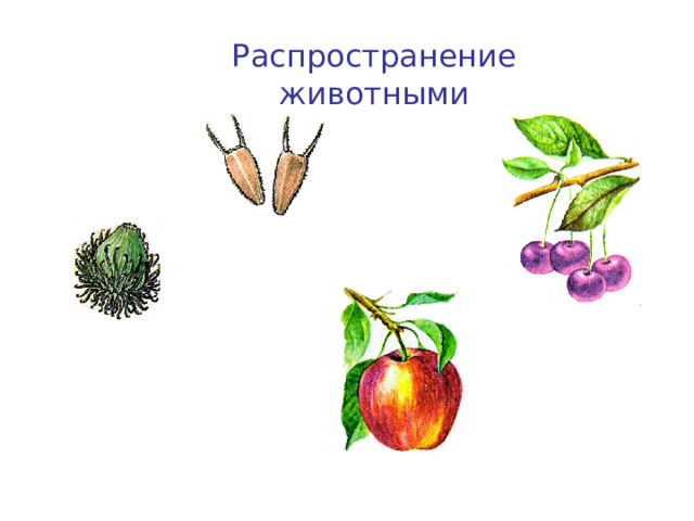 Распространение животными Череда Вишня Лопух Яблоня 