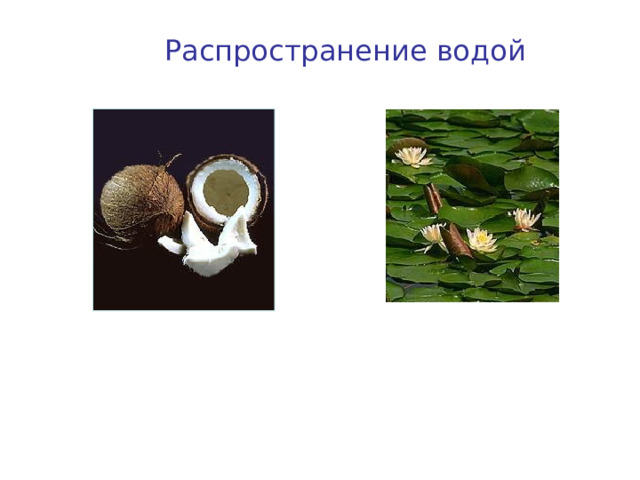 Распространение водой Кокос Кувшинка 