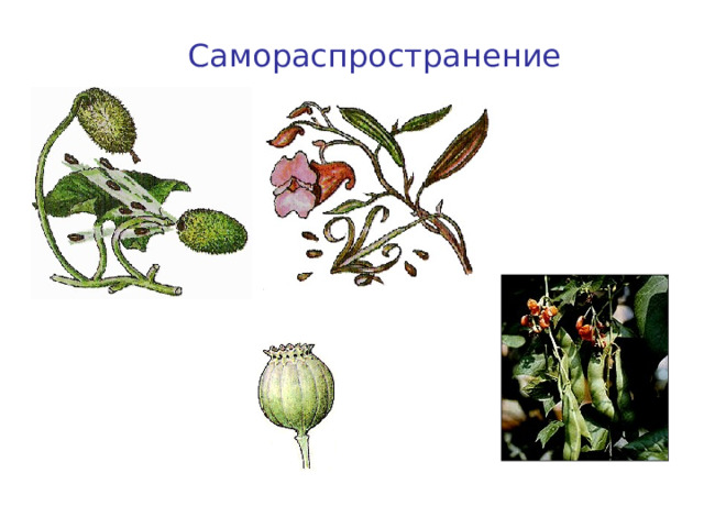 Самораспространение Недотрога Бешеный огурец Мак Фасоль 