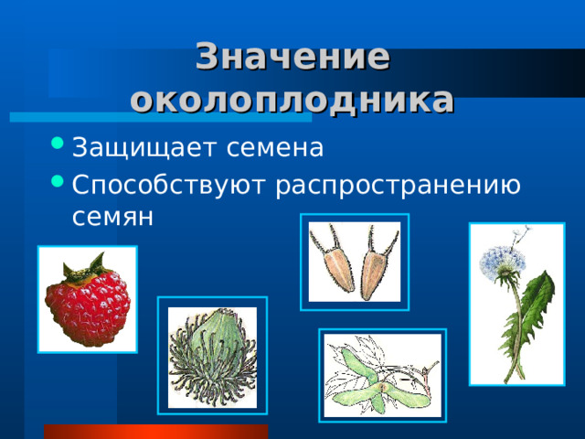 Значение околоплодника Защищает семена Способствуют распространению семян 