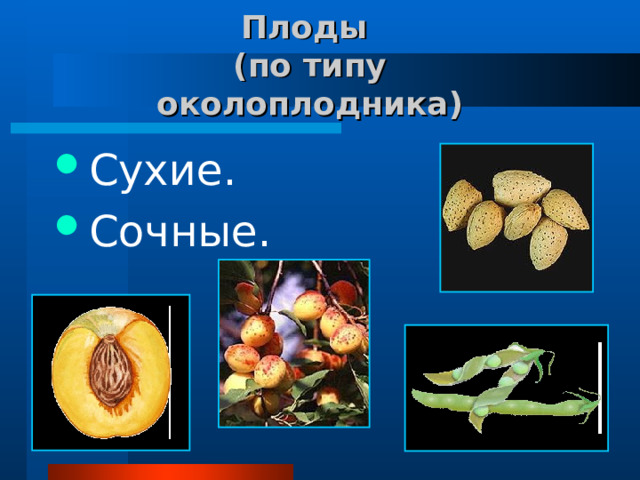 Плоды  (по типу околоплодника) Сухие. Сочные. 