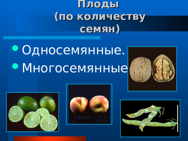 Плоды  (по количеству семян) Односемянные. Многосемянные. 