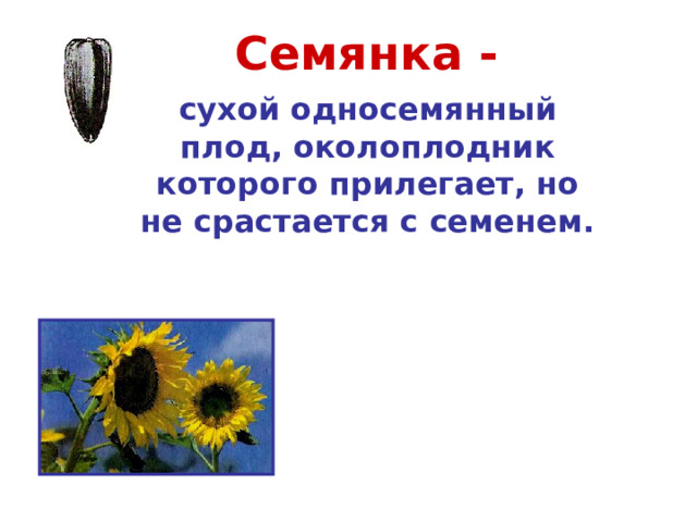 Семянка - сухой односемянный плод, околоплодник которого прилегает, но не срастается с семенем. Подсолнечник 