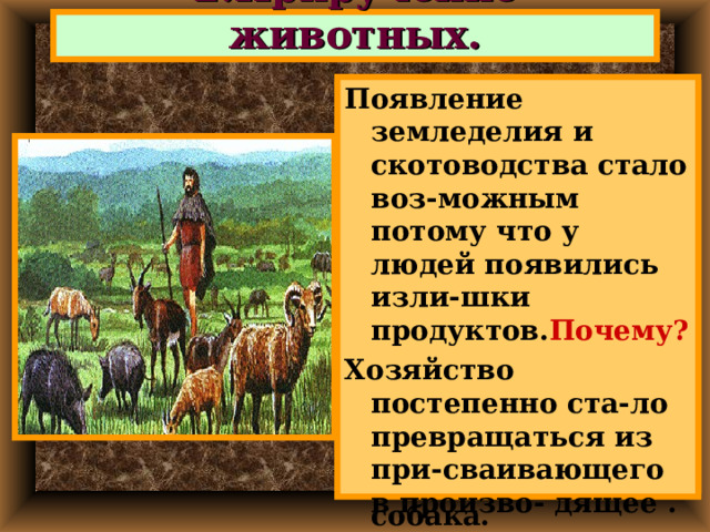 2.Приручение животных. Появление земледелия и скотоводства стало воз-можным потому что у людей появились изли-шки продуктов. Почему? Хозяйство постепенно ста-ло превращаться из при-сваивающего в произво- дящее . Теперь благосостояние лю дей зависело только от их труда. В это же время появилось скотоводство. Мужчины возвращаясь с охоты иногда приводили раненых животных,или детенышей. Первым домашним живот-ным стала собака. Затем были приручены свиньи, козы,овцы и коровы. 