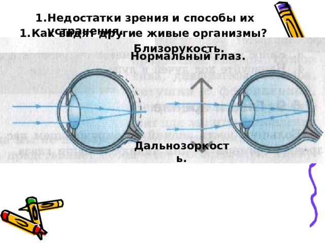 Недостатки зрения и способы их устранения. Как видят другие живые организмы?
