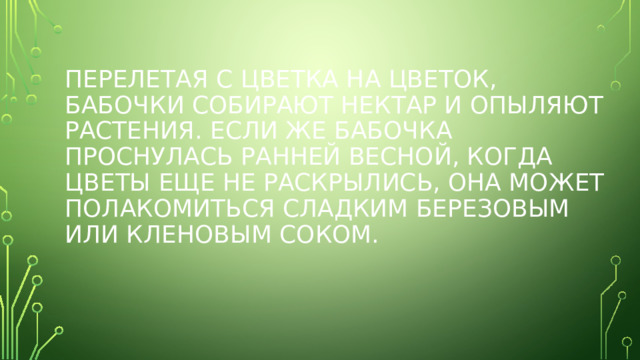 Перелетая с цветка на цветок, бабочки собирают нектар и опыляют растения. Если же бабочка проснулась ранней весной, когда цветы еще не раскрылись, она может полакомиться сладким березовым или кленовым соком. 