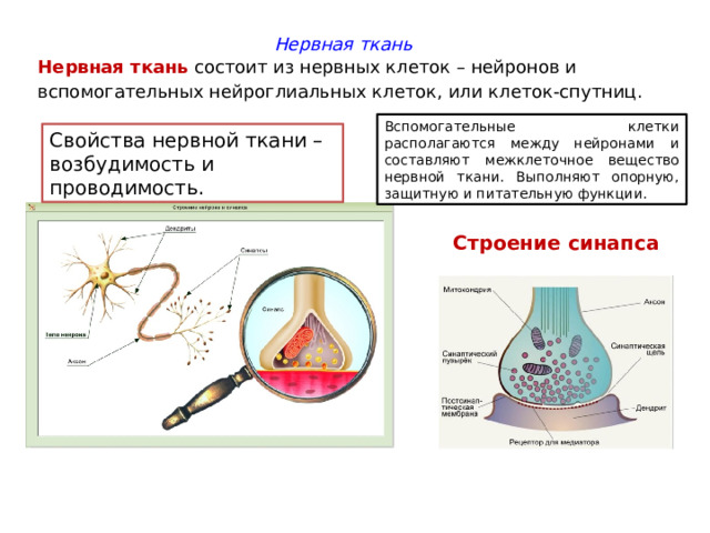 Нервная ткань состоит из нервных клеток – нейронов и вспомогательных нейроглиальных клеток, или клеток-спутниц. Вспомогательные клетки располагаются между нейронами и составляют межклеточное вещество нервной ткани. Выполняют опорную, защитную и питательную функции. Свойства нервной ткани – возбудимость и проводимость. Строение синапса 