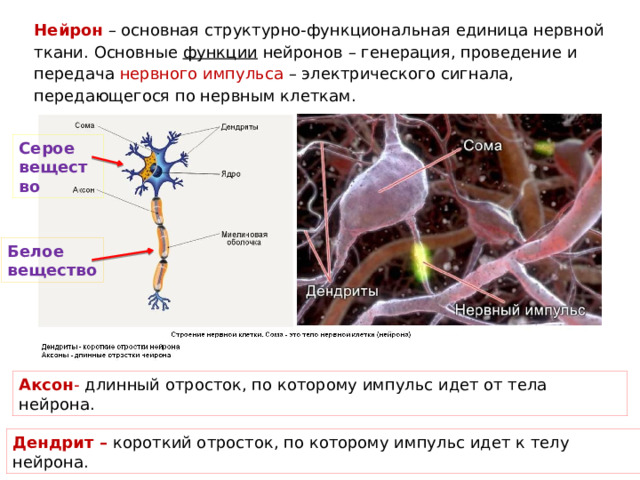 Нейрон  – основная структурно-функциональная единица нервной ткани. Основные функции нейронов – генерация, проведение и передача нервного импульса – электрического сигнала, передающегося по нервным клеткам. Серое вещество Белое вещество Аксон - длинный  отросток, по которому импульс идет от тела нейрона. Дендрит – короткий отросток, по которому импульс идет к телу нейрона. 