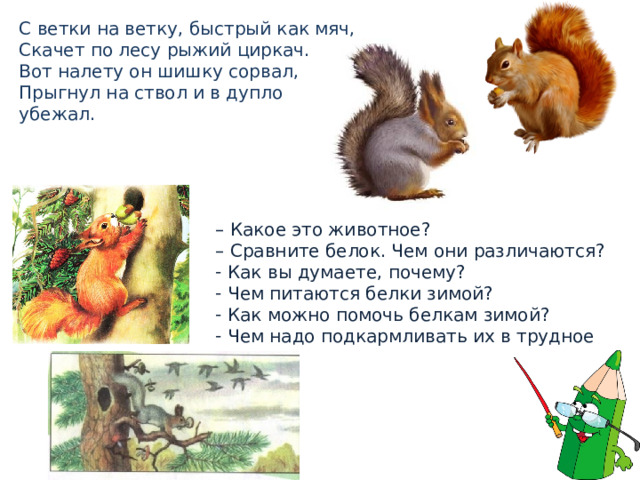 С ветки на ветку, быстрый как мяч, Скачет по лесу рыжий циркач. Вот налету он шишку сорвал, Прыгнул на ствол и в дупло убежал. – Какое это животное? – Сравните белок. Чем они различаются?  Как вы думаете, почему?  Чем питаются белки зимой?  Как можно помочь белкам зимой?  Чем надо подкармливать их в трудное время? 