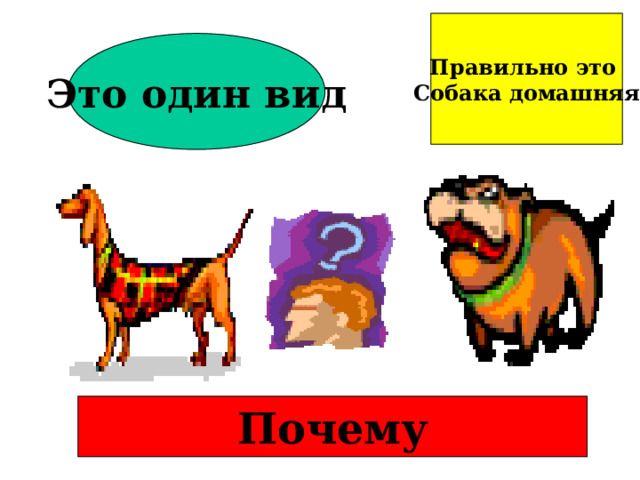 Правильно это Собака домашняя Это один вид Почему 