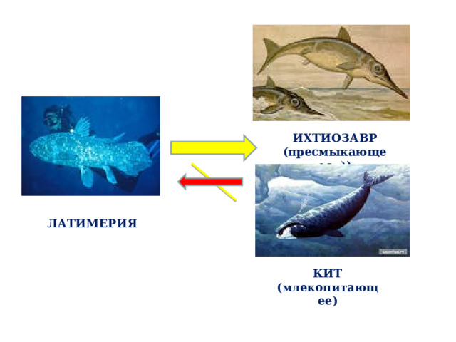 ИХТИОЗАВР (пресмыкающееся)) ЛАТИМЕРИЯ КИТ (млекопитающее) 