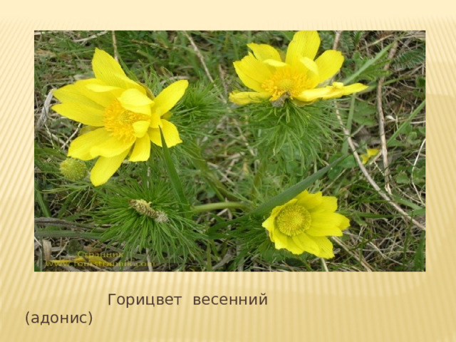  Горицвет весенний (адонис) 
