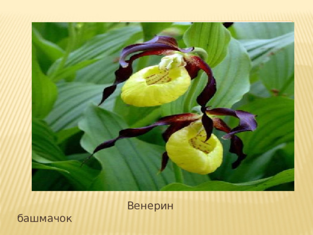 Вставка рисунка  Венерин башмачок 