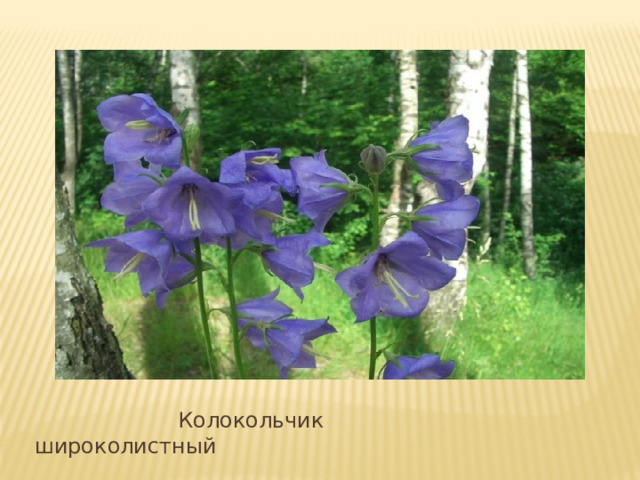 Колокольчик широколистный 