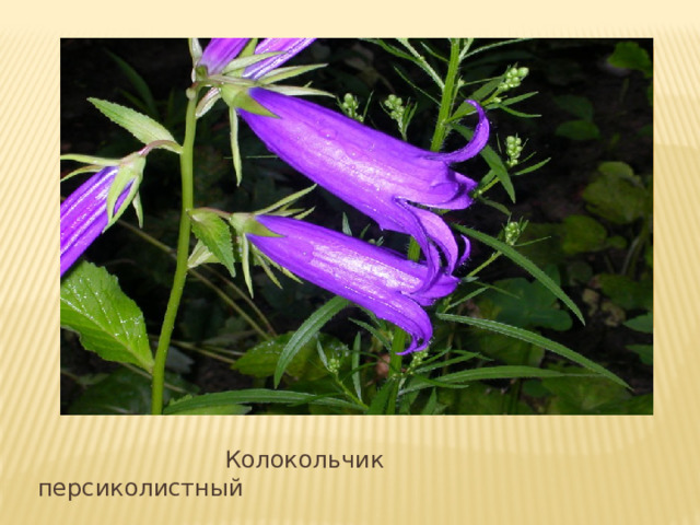 Вставка рисунка  Колокольчик персиколистный 