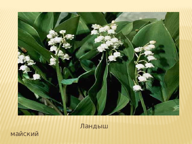 Вставка рисунка  Ландыш майский 
