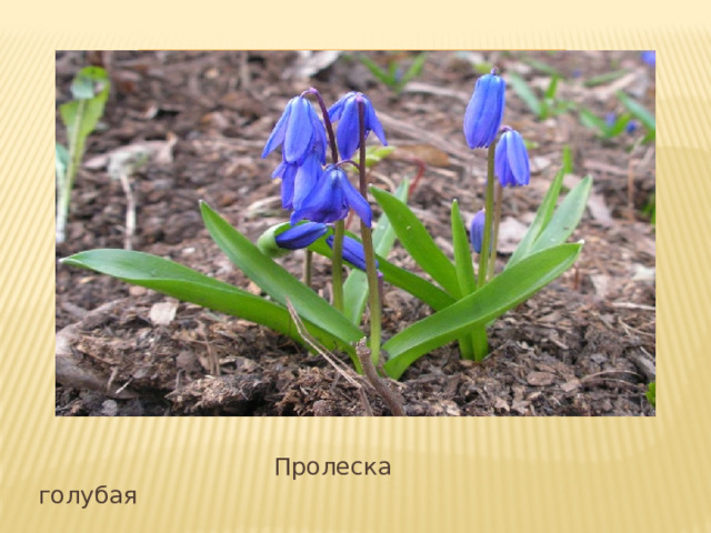 Вставка рисунка  Пролеска голубая 