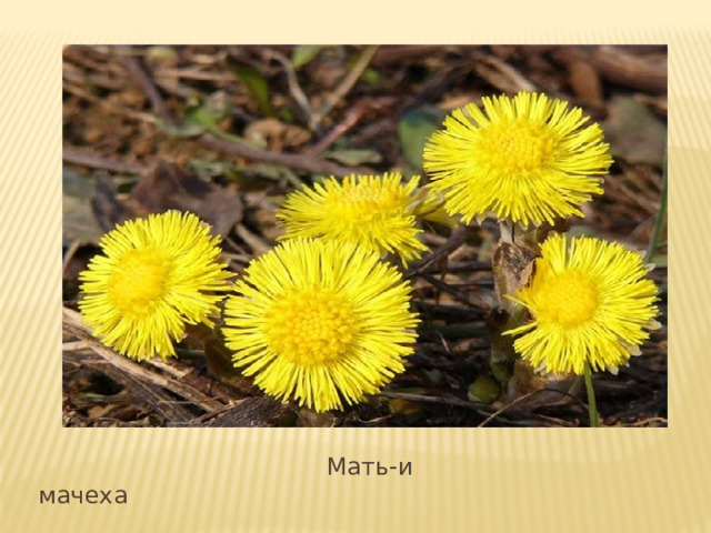 Вставка рисунка  Мать-и мачеха 