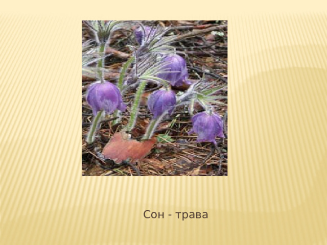  Сон - трава 