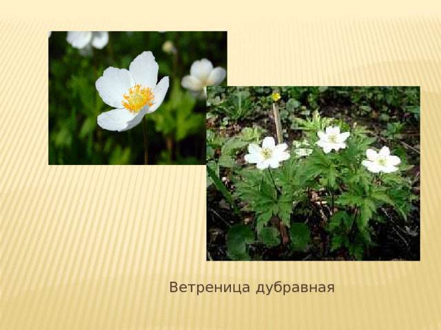  Ветреница дубравная 