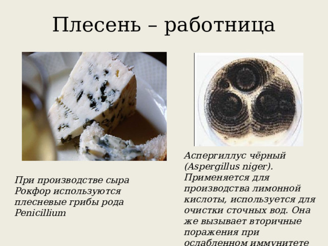 Плесень – работница Аспергиллус чёрный (Aspergillus niger). Применяется для производства лимонной кислоты, используется для очистки сточных вод. Она же вызывает вторичные поражения при ослабленном иммунитете после операции, тяжёлой болезни, химиотерапии. При производстве сыра Рокфор используются плесневые грибы рода Penicillium 