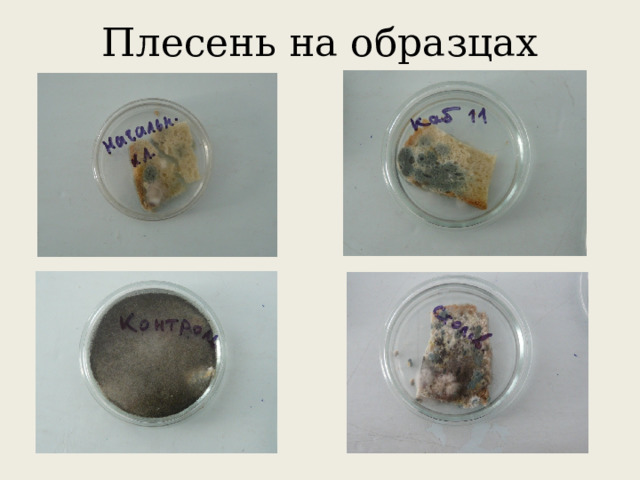 Плесень на образцах 