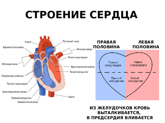 СТРОЕНИЕ СЕРДЦА ПРАВАЯ ПОЛОВИНА ЛЕВАЯ ПОЛОВИНА ИЗ ЖЕЛУДОЧКОВ КРОВЬ ВЫТАЛКИВАЕТСЯ, В ПРЕДСЕРДИЯ ВЛИВАЕТСЯ 