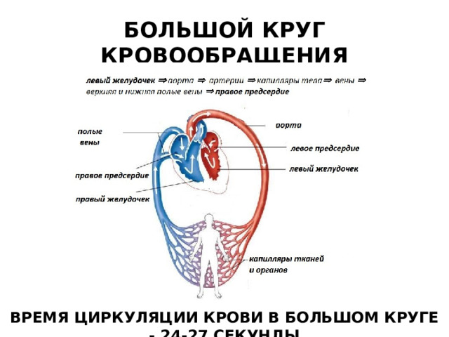 БОЛЬШОЙ КРУГ КРОВООБРАЩЕНИЯ ВРЕМЯ ЦИРКУЛЯЦИИ КРОВИ В БОЛЬШОМ КРУГЕ - 24-27 СЕКУНДЫ 