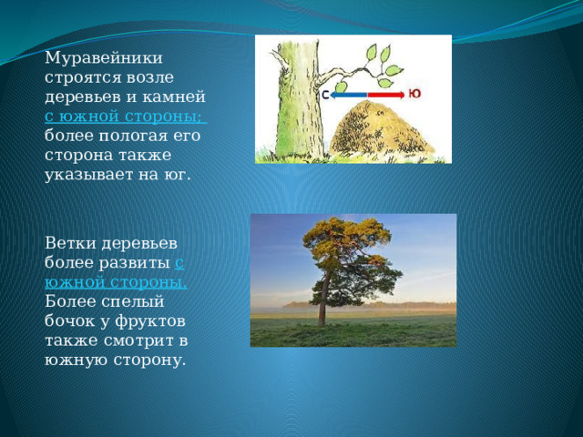Муравейники строятся возле деревьев и камней с южной стороны; более пологая его сторона также указывает на юг. Ветки деревьев более развиты с южной стороны. Более спелый бочок у фруктов также смотрит в южную сторону. 