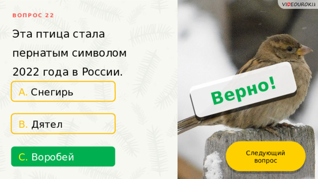 Верно! ВОПРОС 22 Эта птица стала пернатым символом 2022 года в России. A. Снегирь B. Дятел Следующий вопрос C. Воробей 